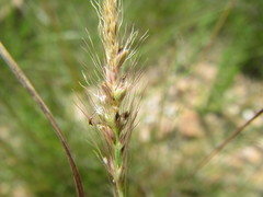 Setaria sphacelata sphacelata