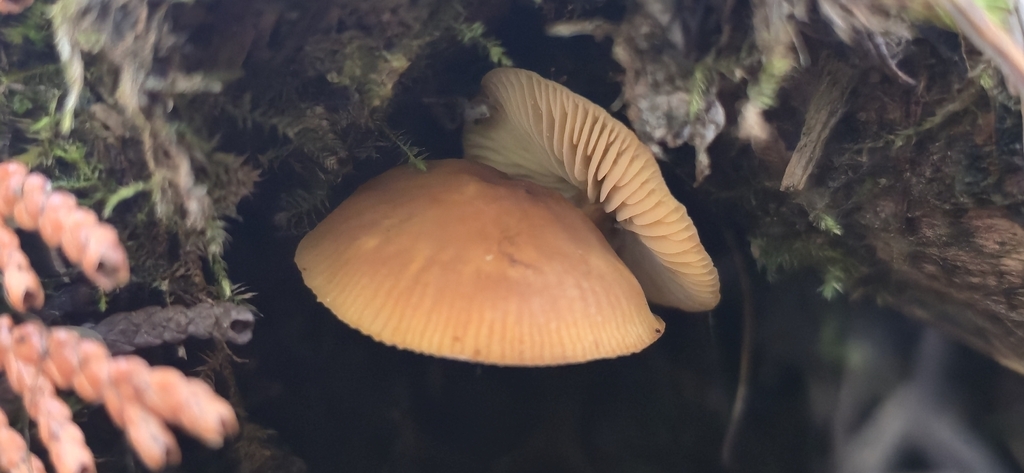 Heimiomyces fulvipes · April 2026 · photo: © leannestacy (iNaturalist, cc0)