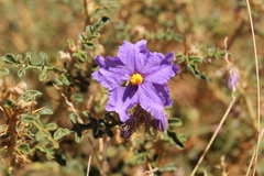 Solanum diversiflorum