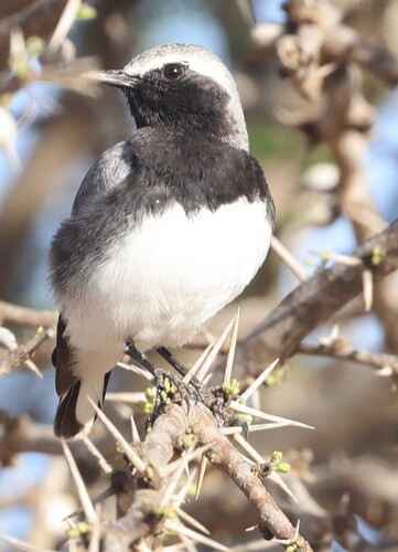 Somali Wheatear