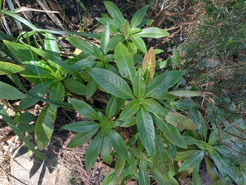 Capitana (Phyllis nobla)