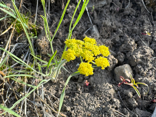 Ternate Desert-parsley (Lomatium triternatum)
