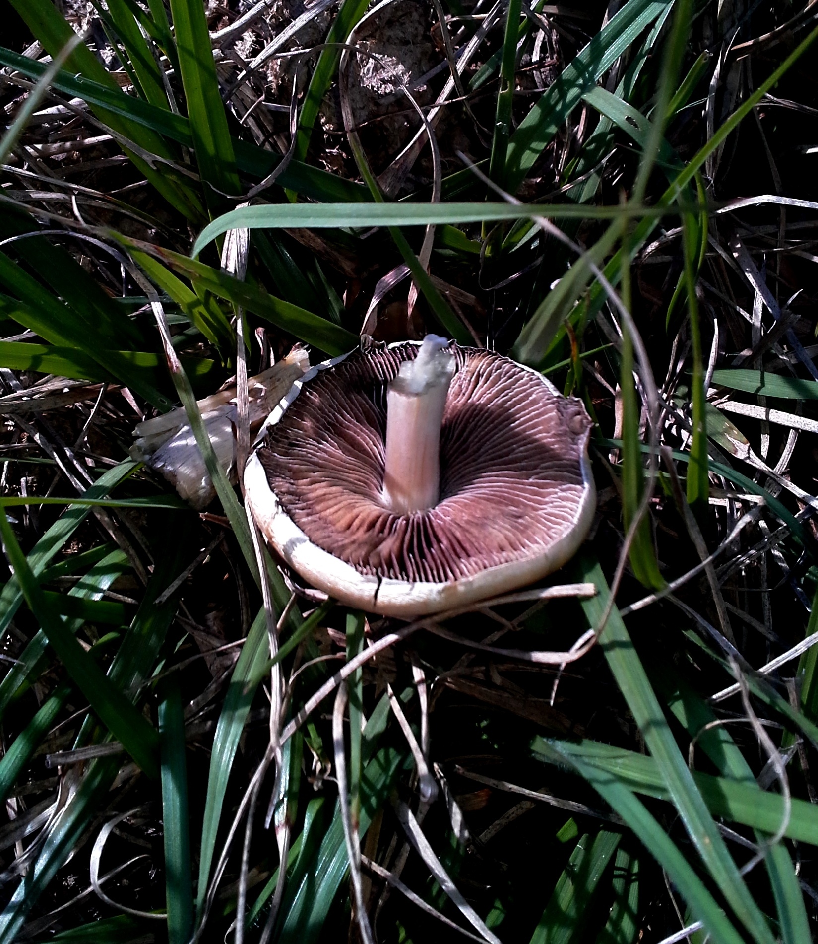 Psilocybe cubensis image