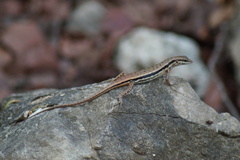 Sphenomorphus melanopogon