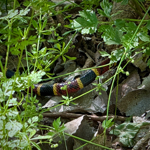 Texas Coralsnake