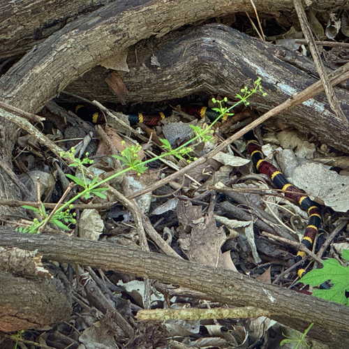 Texas Coralsnake