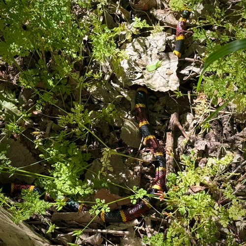 Texas Coralsnake