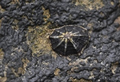 Siphonaria sipho