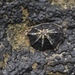 Siphonaria sipho