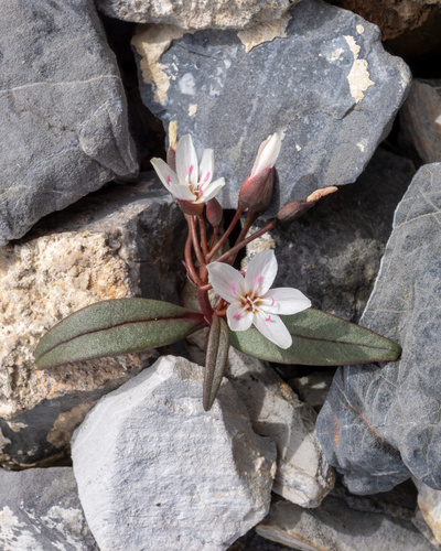 Peirson's Spring Beauty (Claytonia peirsonii)
