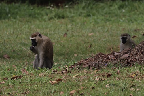 Tantalus Monkey