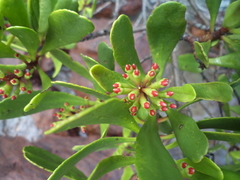Lumnitzera littorea