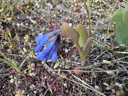 long bluebells (Mertensia longiflora)