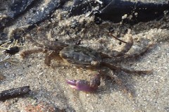 Metopograpsus frontalis