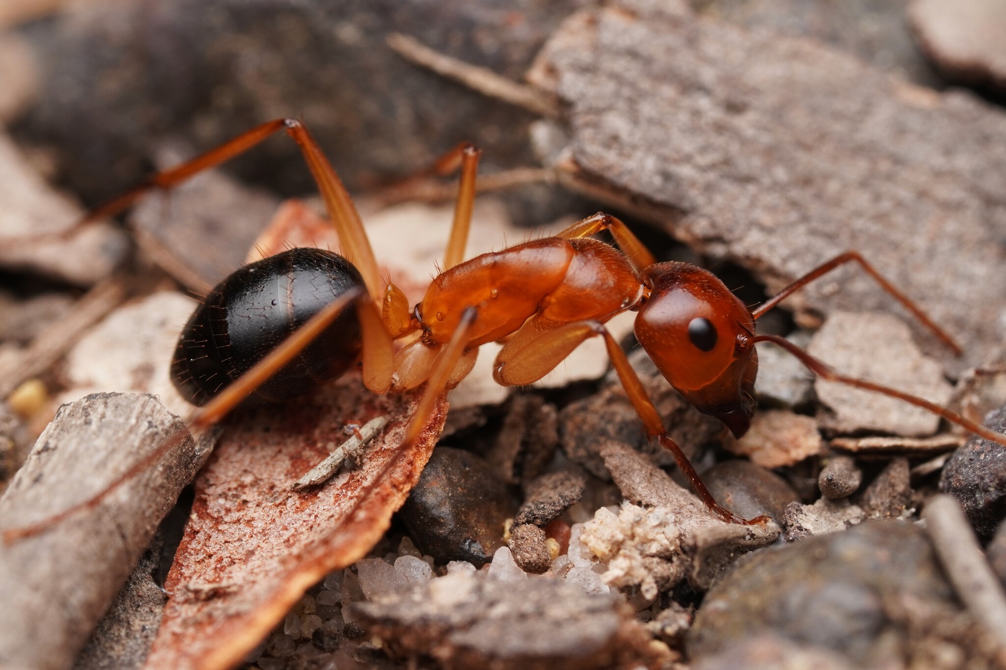 Camponotus pallidiceps