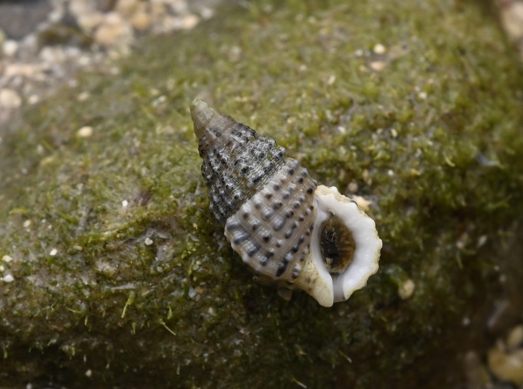 Clypeomorus petrosa