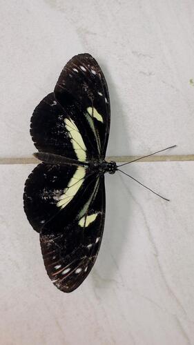 False zebra longwing