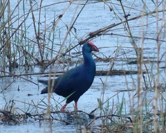 Porphyrio madagascariensis