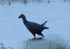 Porphyrio madagascariensis