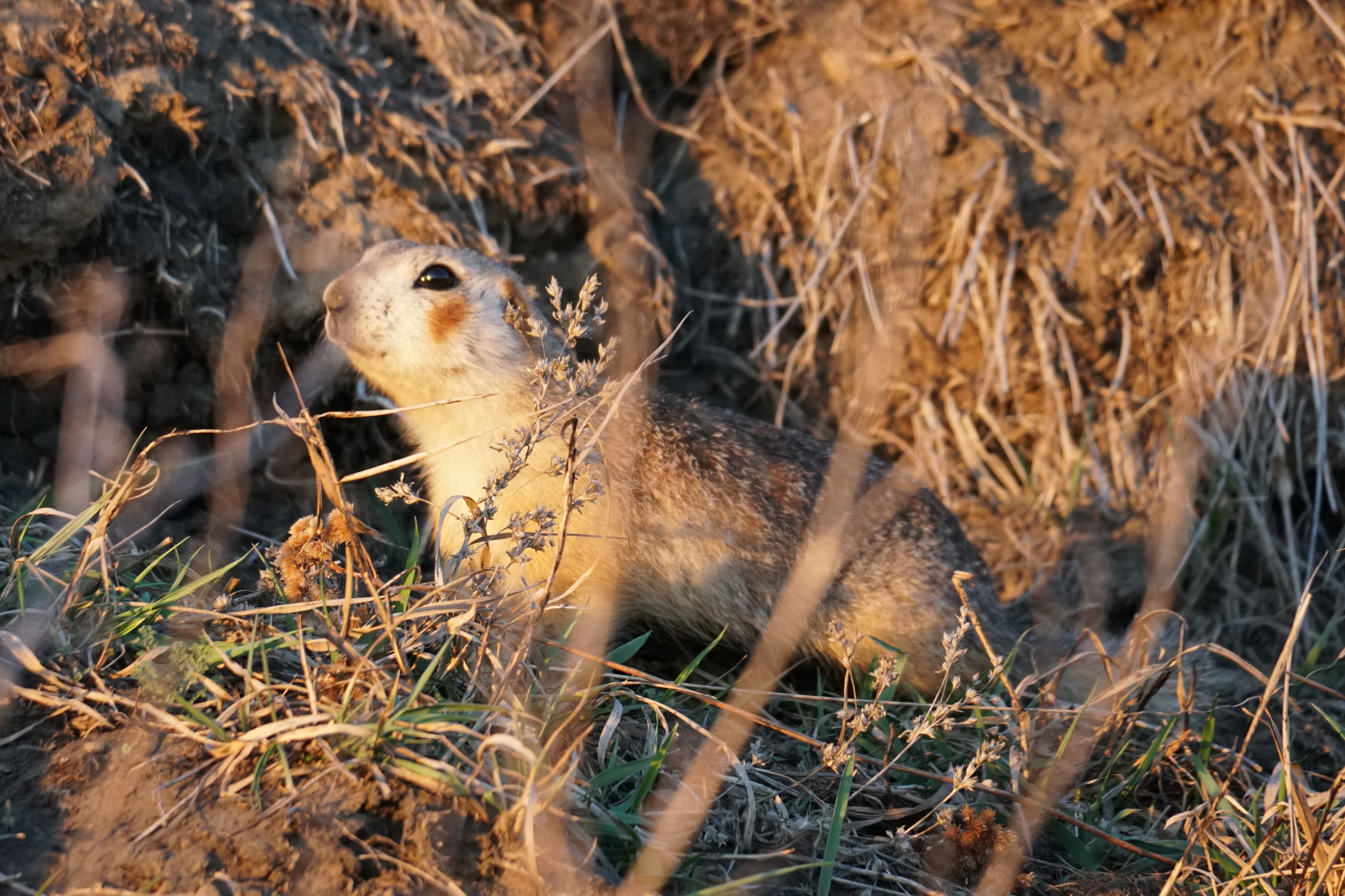 Brandt's Ground Squirrel photo 3