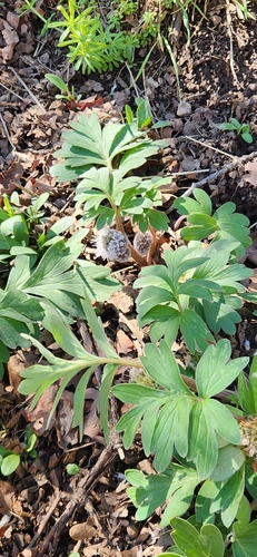 ballhead waterleaf (Hydrophyllum capitatum)