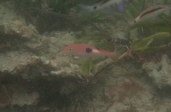 Parupeneus pleurostigma