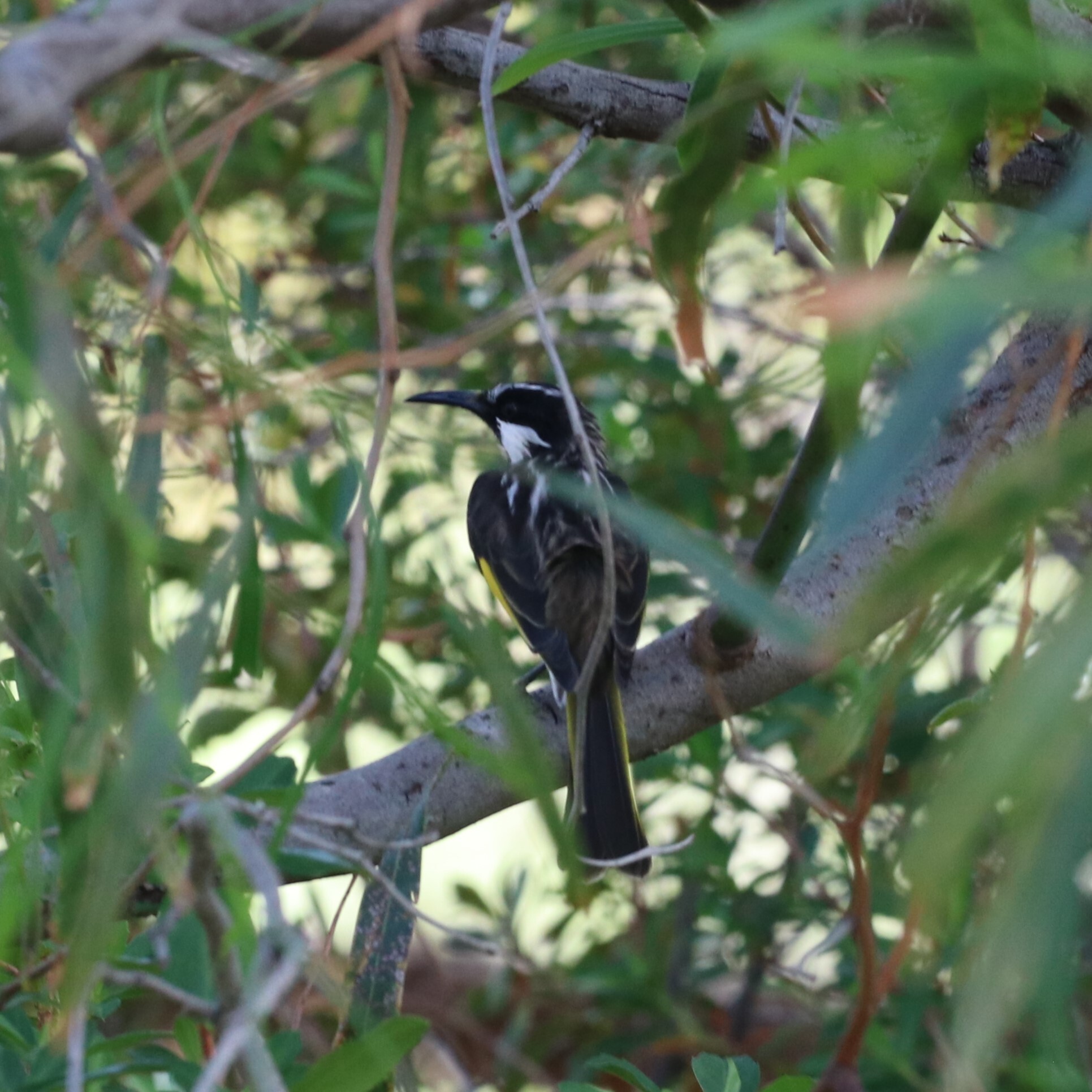 White-cheeked Honeyeater (Phylidonyris niger), photo 8