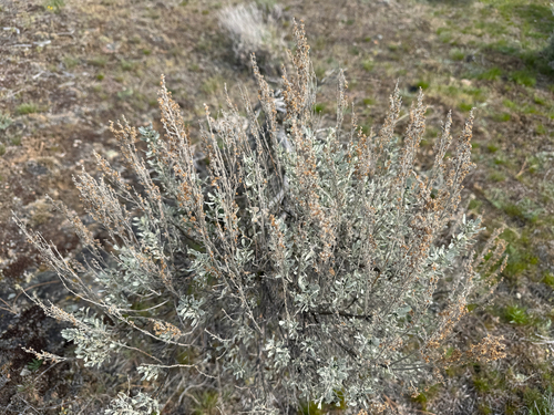 Big Sagebrush (Artemisia tridentata)