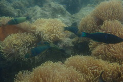 Thalassoma hebraicum