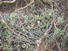 Corpuscularia