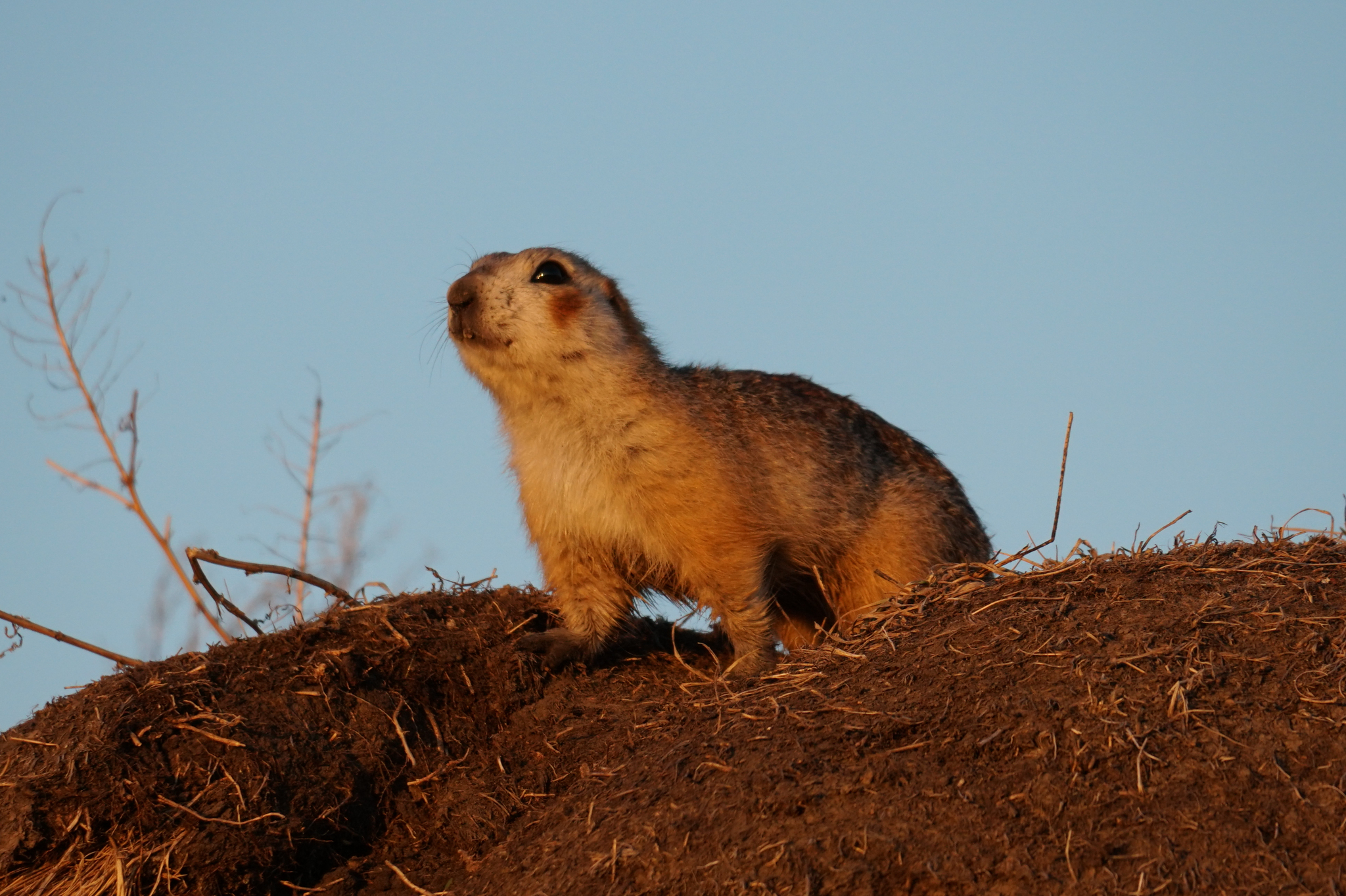 Brandt's Ground Squirrel photo 2