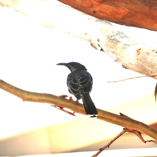 Western Wattlebird (Anthochaera lunulata), photo 7
