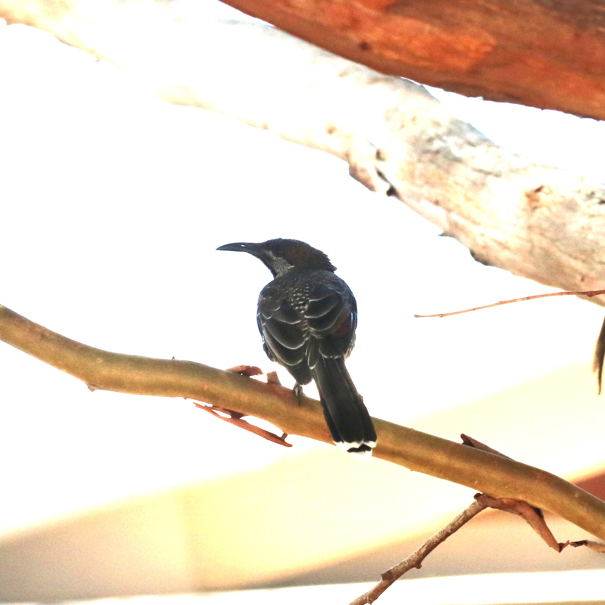 Western Wattlebird (Anthochaera lunulata), photo 3