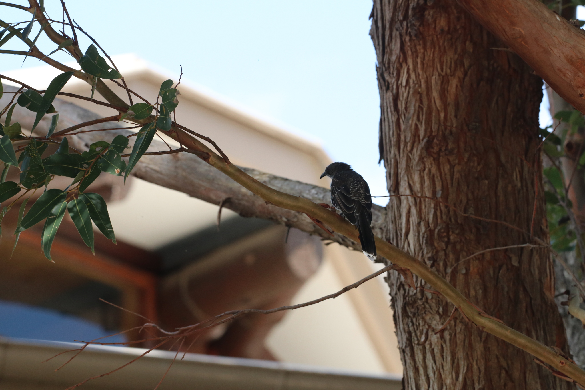 Western Wattlebird (Anthochaera lunulata), photo 4
