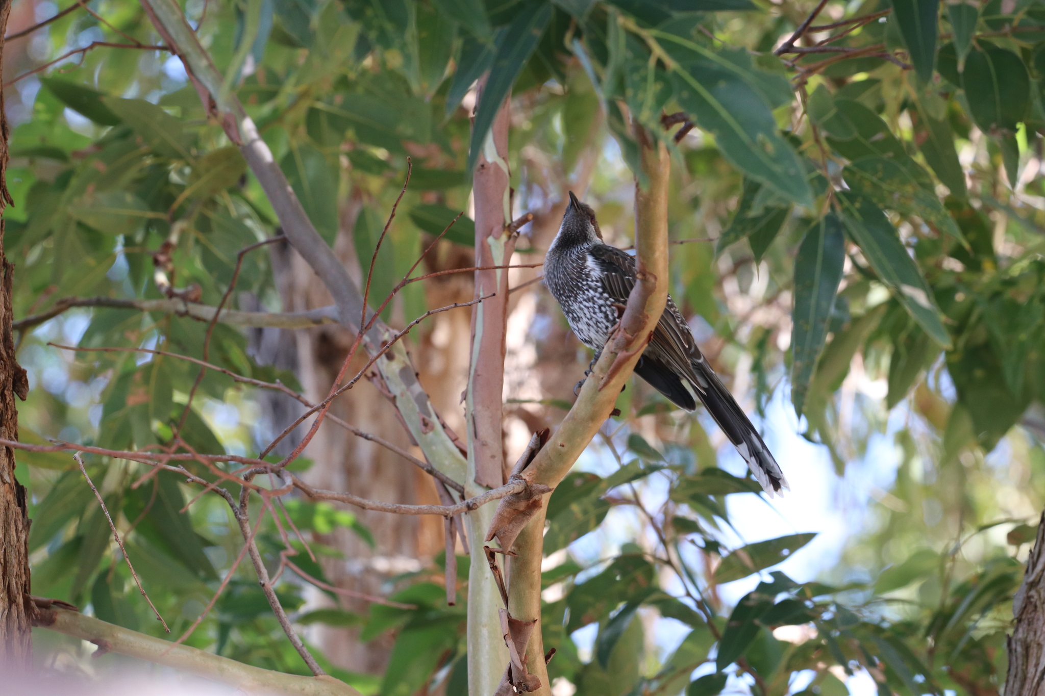 Western Wattlebird (Anthochaera lunulata), photo 1