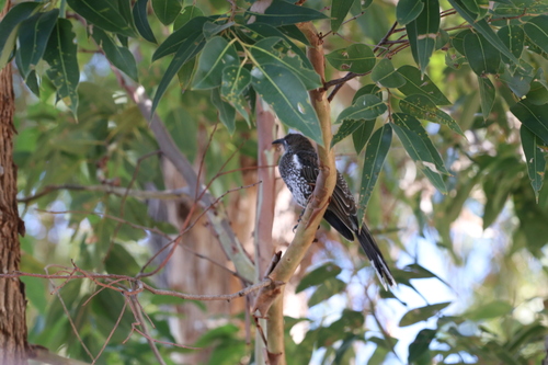 Western Wattlebird (Anthochaera lunulata), photo 2