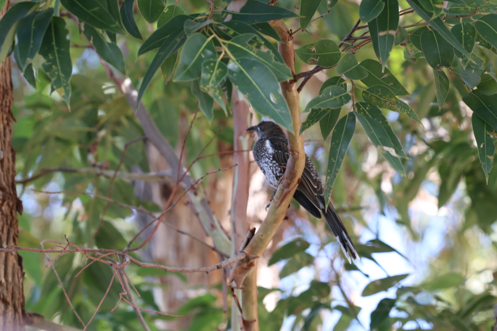 Western Wattlebird (Anthochaera lunulata), photo 2