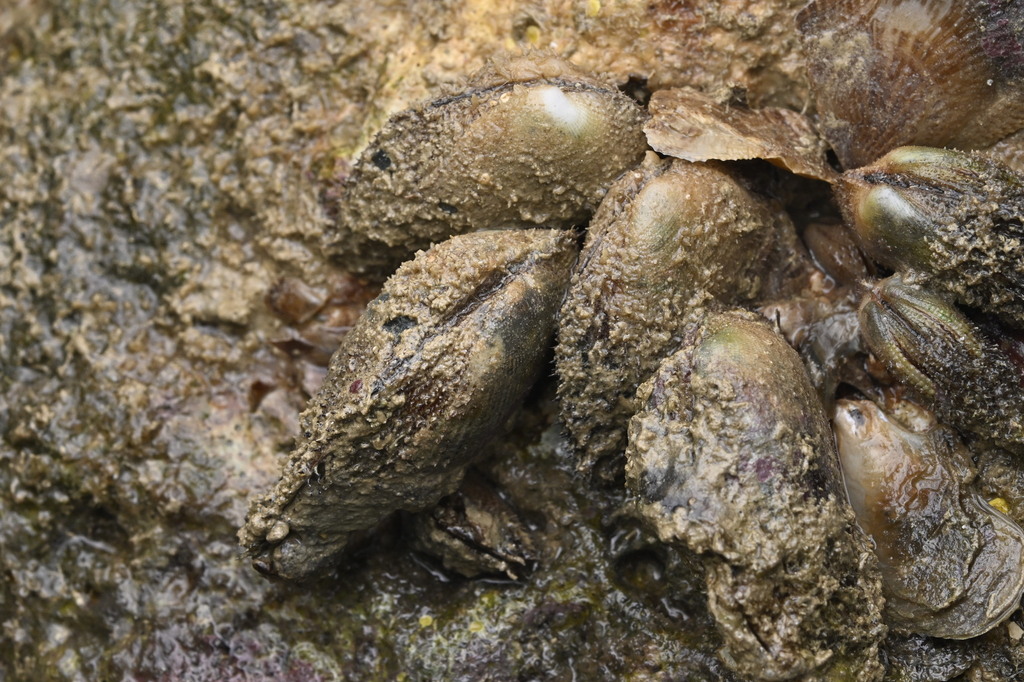 Cucullaearca foliata