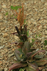 Arabis stelleri japonica