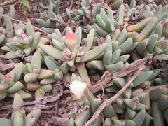 Corpuscularia