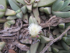Corpuscularia