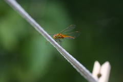 Sympetrum flaveolum