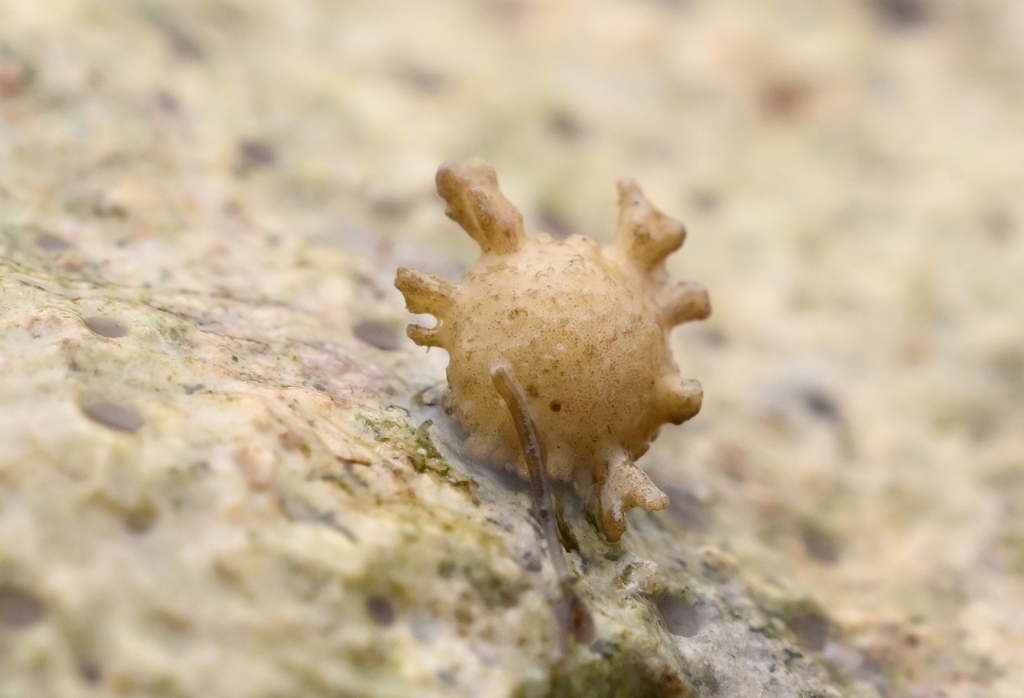 Calcarina gaudichaudii