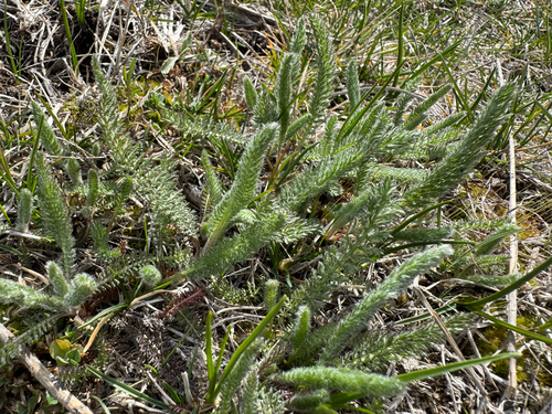 Boreal Yarrow (Achillea borealis)