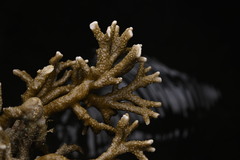 Montipora altasepta