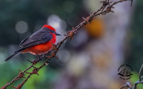 Vermilion Flycatcher