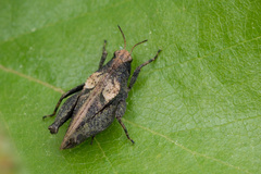 Tetrix bipunctata