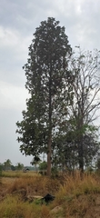 Dipterocarpus