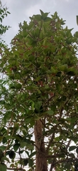 Dipterocarpus