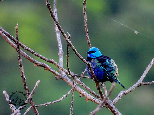 Blue-necked Tanager